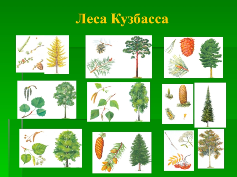 Тест хвойные. Деревья Кузбасса для детей. Хвойные деревья для дошкольников. Хвойные деревья карточки. Хвойные деревья Кузбасса.
