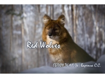 Презентация к на Английском языке: Red wolves