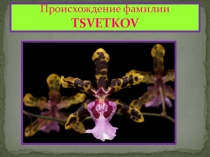 История фамилии Цветков ( классный час).