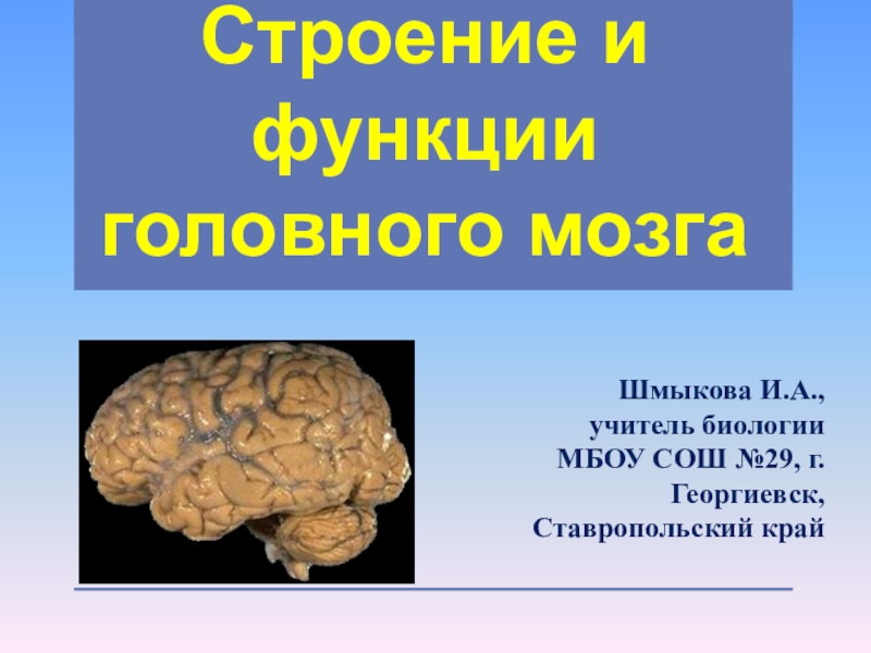 Биология 8 класс головной мозг презентация 8 класс