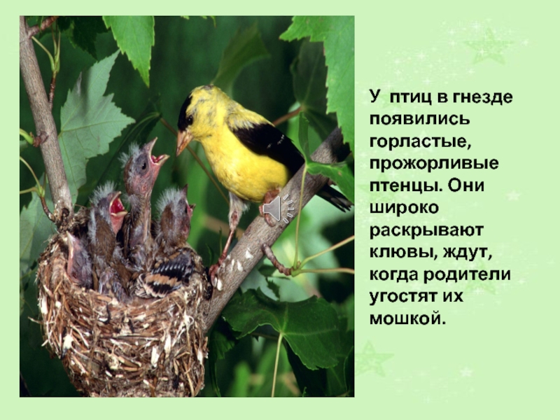У птиц в гнезде появились горластые, прожорливые птенцы. Они широко раскрывают клювы, ждут, когда родители угостят их