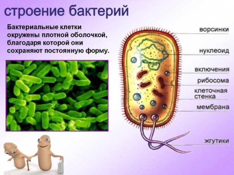 Бактерии картинки по биологии 5 класс