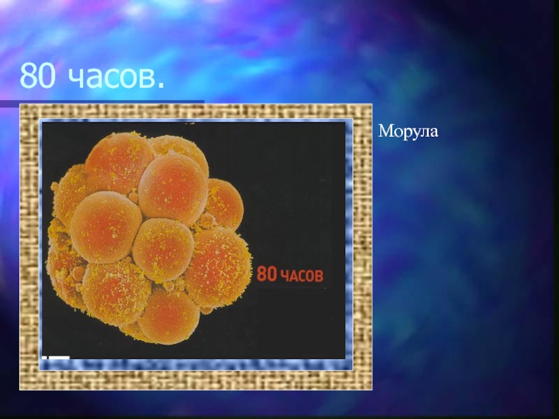 Дробление морула. Морула бластула. Онтогенез морула. Морула человека. Морула это в биологии.