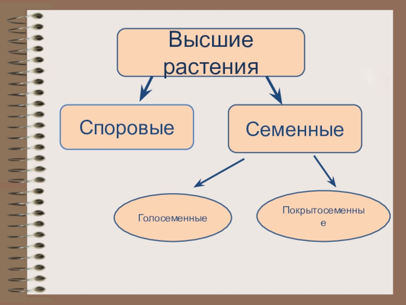 Семенные растения примеры 6 класс. Высшие растения споровые и семенные таблица. Споровые и семенные растения. Высшие растения споровые и семенные. Высшие семенные растения таблица.