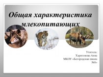 Презентация по биологии на тему: Общая характеристика млекопитающих