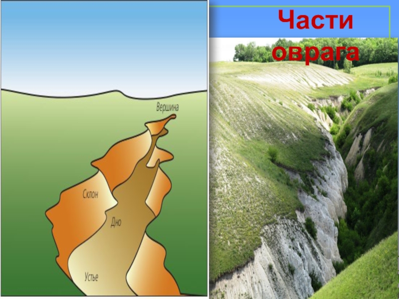 Нарисуй как выглядит поверхность. Строение оврага. Устье оврага. Элементы оврага. Овраг рисунок.