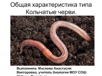 Презентация по биологии Кольчатые черви