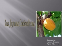 Презентация кпо биологии на тему Семейство Розовые