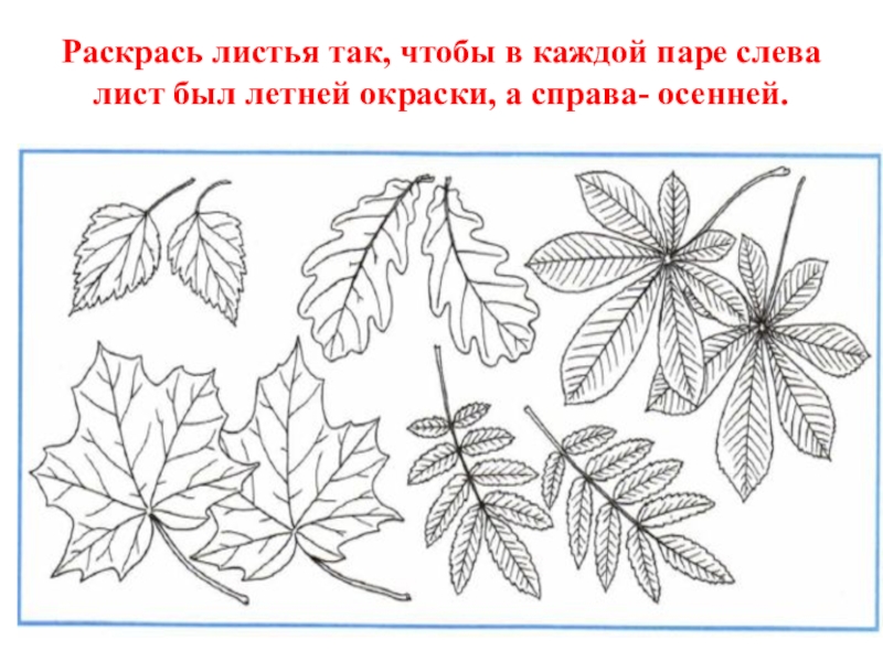 Контрольная работа осень. Раскрась листья так чтобы. Листья по окружающему миру 1 класс. Лист с заданиями. Листья деревьев задания для начальной школы.