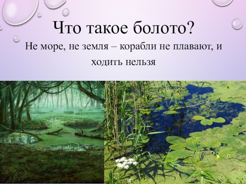 Презентация окружающий мир на воде и в лесу 2 класс окружающий мир