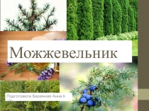 Презентация по биологии на тему: Можжевельник (6 класс)