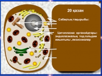 Цитоплазма органойдтары:эндоплазмалық тор,гольджи жиынтығы,лизоосма 10 класс