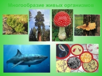 Презентация по биологии на тему Среды обитания (5 класс)