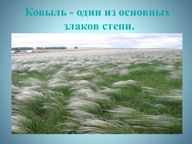 Окружающий мир 4 степь. Верблюжья колючка, Типчак, ковыль. Ковыль Степной зоны. Зона степей ковыль. Ковыль природная зона.