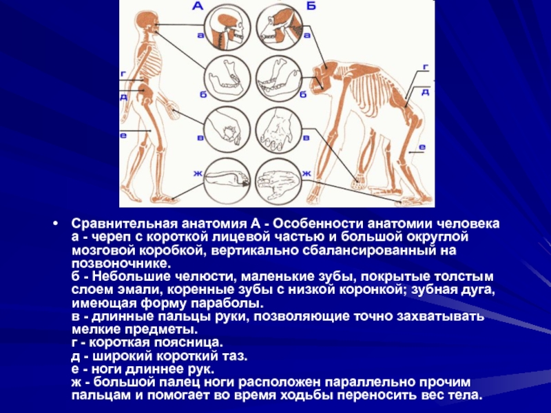 Сравнительная анатомия. Сравнительная анатомия человека. Сравнительная анатомия человека и животных. Сравнительная анатомия животных. Сравнительная анатомия изучает.