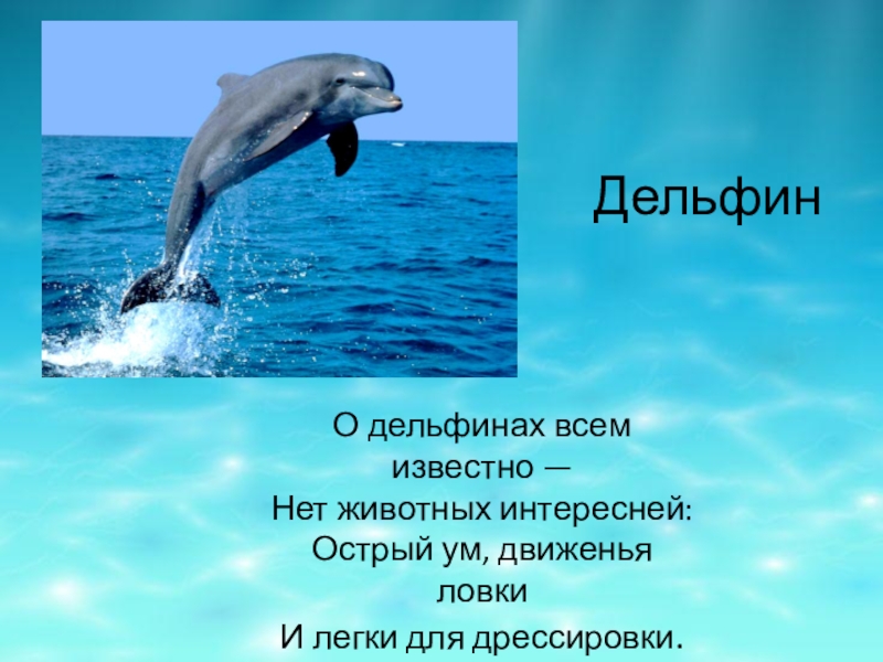 Дельфины слова текст. Текст про дельфинов. Дельфин зверь или нет.