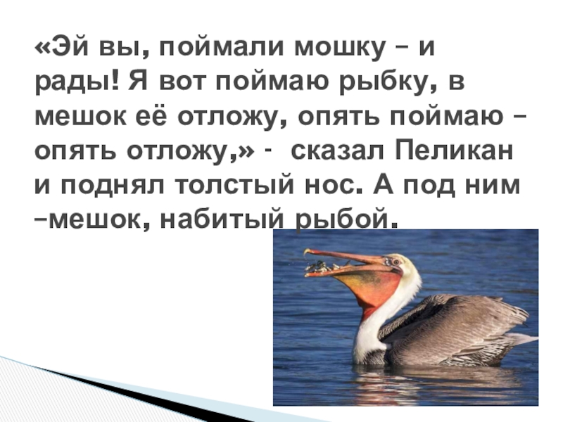 Опять попалась. Чей нос лучшее стихотворение. Пеликан говорит. Бианки у пеликана мешок набитый рыбой. 1, 2, 3, 4, 5, Рыбку я поймал опять..