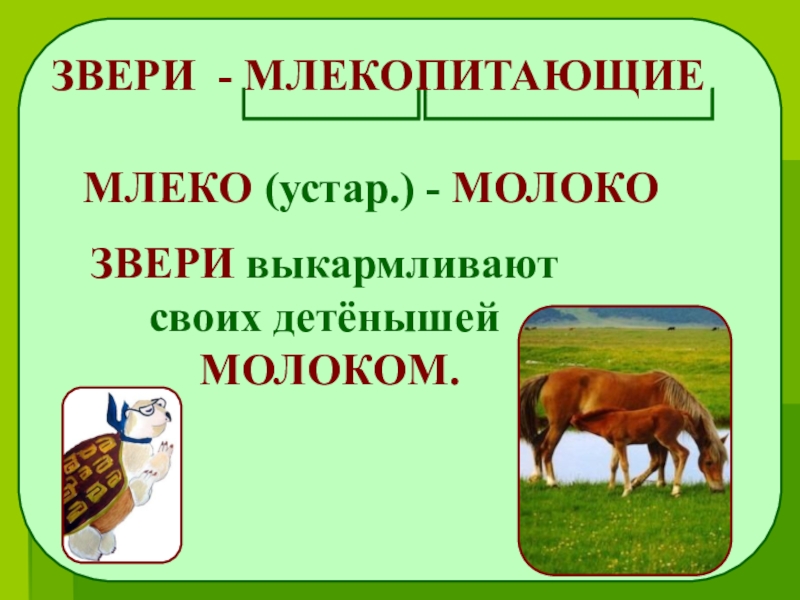 Кто такие звери 1 класс. Млекопитающие презентация. Звери для презентации. Звери млекопитающие 1 класс. Звери презентация 1 класс.