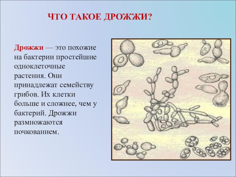 Рисунок бактерии и грибы