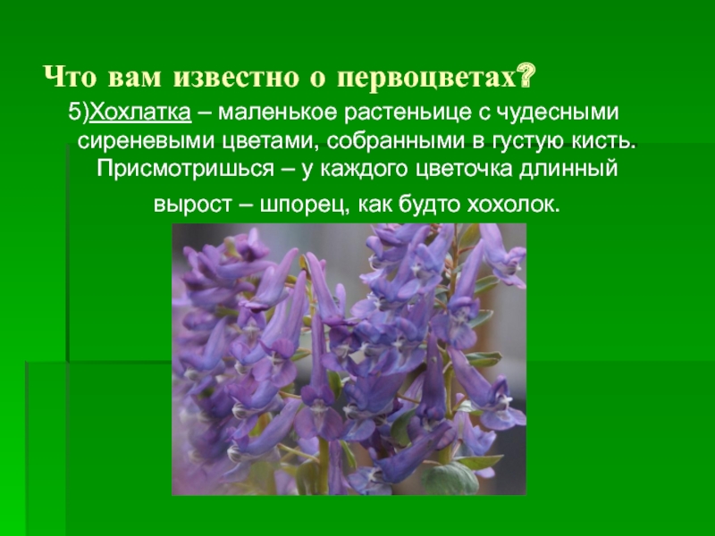 Растения первоцветы 2 класс. Хохлатка первоцвет. Хохлатка фиолетовая первоцвет. Раннецветущие растения хохлатка. Хохлатки цветы первоцветы.