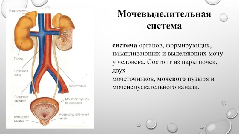 Заболевания органов мочевыделения презентация 8 класс пасечник