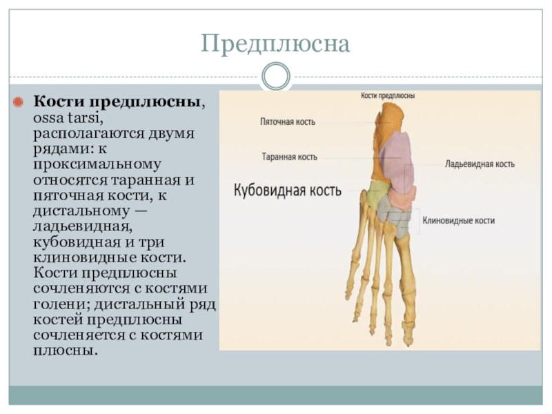 Кости предплюсны. Дистальный ряд предплюсны. Кости предплюсны относятся к костям. Кость дистального ряда предплюсны.