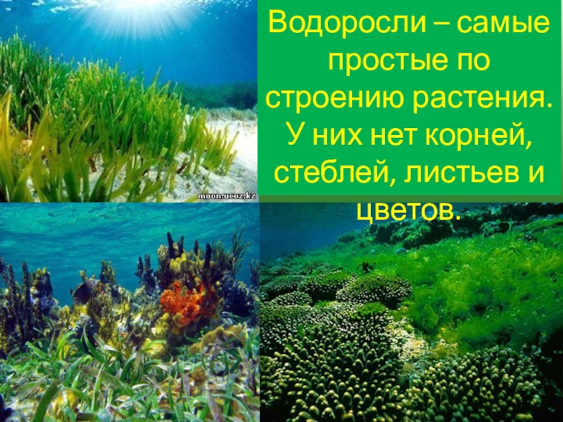 Проект водоросли