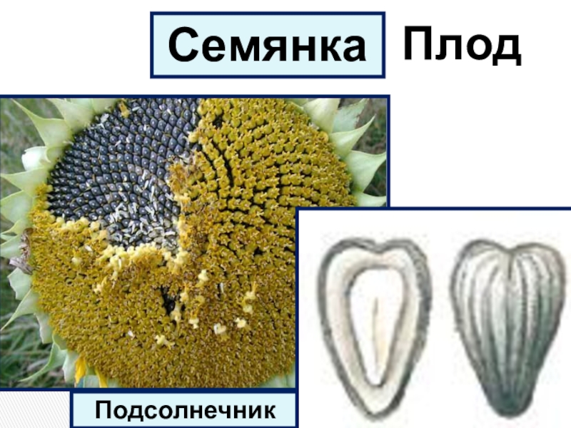 Биология подсолнечника. Подсолнечник плод семянка. Строение плода подсолнечника. Строение семянки подсолнечника. Плод семянка строение.