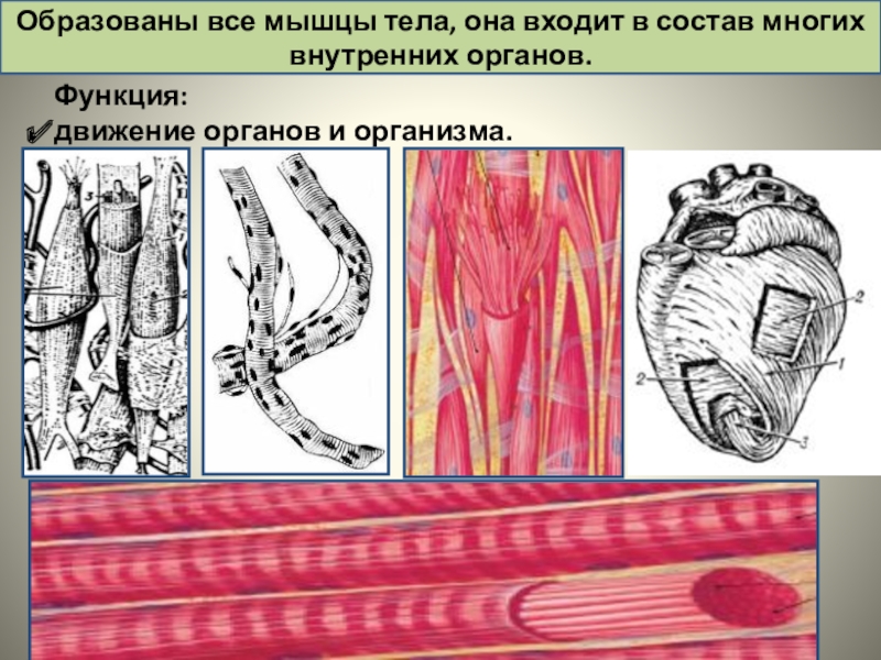 Презентация ткани органы и системы органов человека