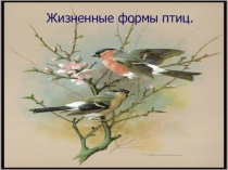 Термин жизненная форма в отношении растений был предложен в 80-х гг. прошлого века известным ботаником Вармингом Варминг, Йоханнес Эугениус (1841-1924) - датский ботаник. Составил первую сводку по экологии растений в 1901 г. Он же ввел термин экология рас