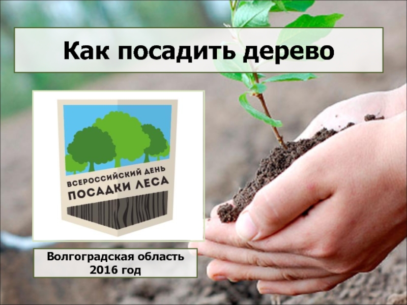 Доклад по теме Как выбрать место для посадки леса