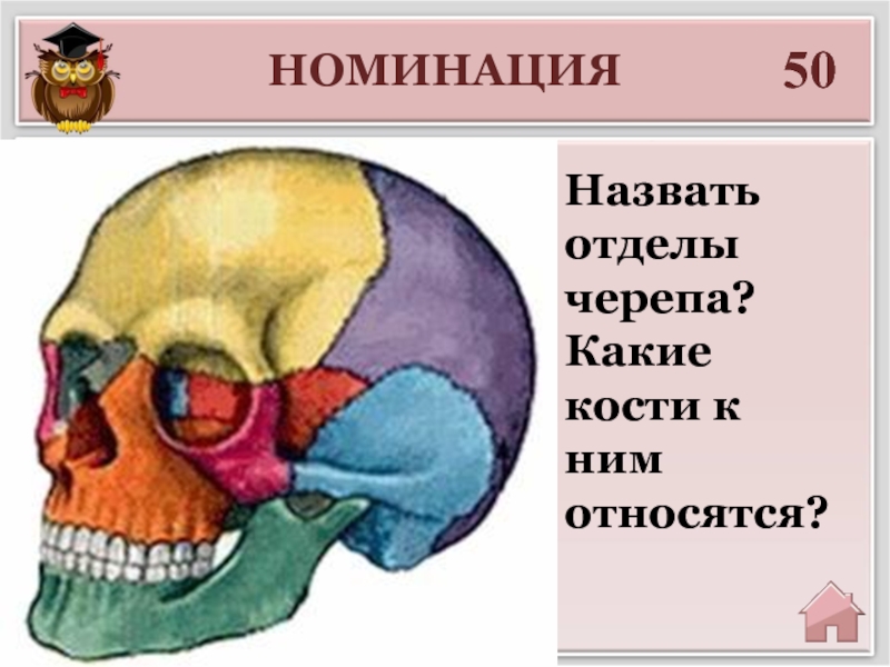 НОМИНАЦИЯ50Введите ответНазвать отделы черепа? Какие кости к ним относятся?
