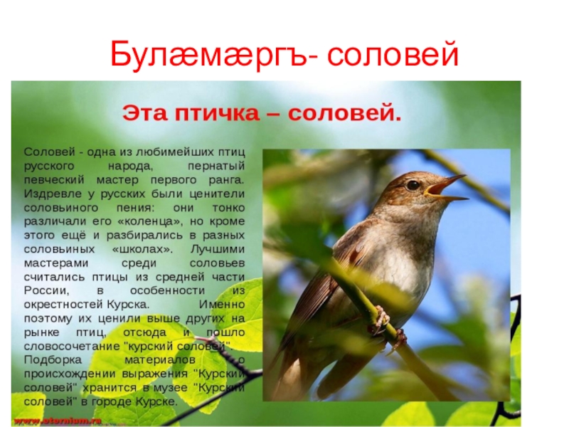 Соловей смысл. Соловей фото и описание. Курский Соловей. Соловей фото птицы. Факты о Соловьях.