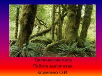 Презентация к уроку  Растения тропических лесов