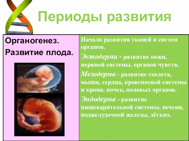 Какой период развития. Период формирования тканей и органов плода:. Формирование органов и систем у плода и эмбриона. Органогенез человека по неделям. Органогенез эмбриона человека.