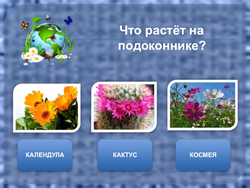 Что растет на подоконнике 1 класс. Что растетет на подоконнике. Что ра тет на подоконнике. Что растет на подоконнт. Презентация что растет на подоконнике.