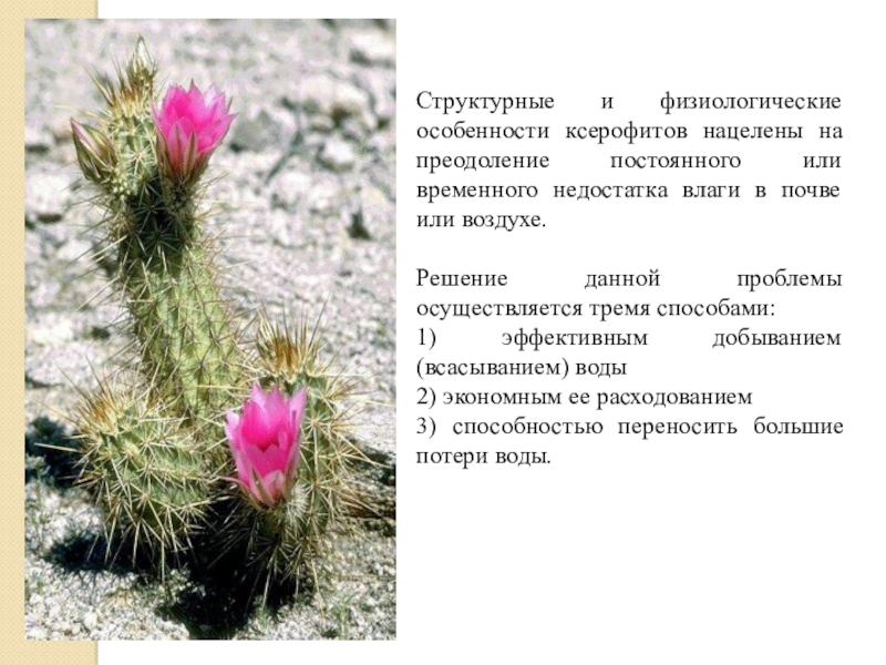 ксерофиты растения пустынь. склерофиты и ксерофиты. ксерофит суккулент. экономное расходование влаги ксерофитами обеспечивают. ксерофит суккулент.