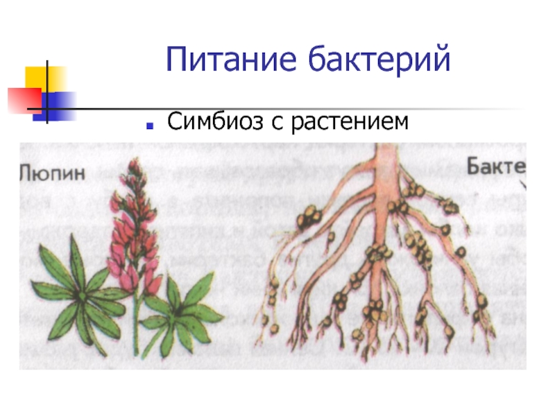 Симбиоз бактерий. Симбиотические бактерии растений. Симбиоз бактерий и растений. Симбиоз бактерий с другими организмами.