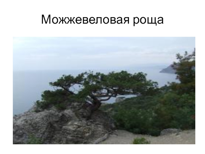 Заповедник крыма пропуск. Охрана природы Крыма для 3 класса. Заповедники Крыма краткое описание. Где есть можжевеловые Рощи на карте.