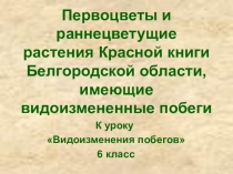 Презентация по биологии на тему Первоцветы и раннецветущие растения Красной книги Белгородской области, имеющие видоизмененные побеги