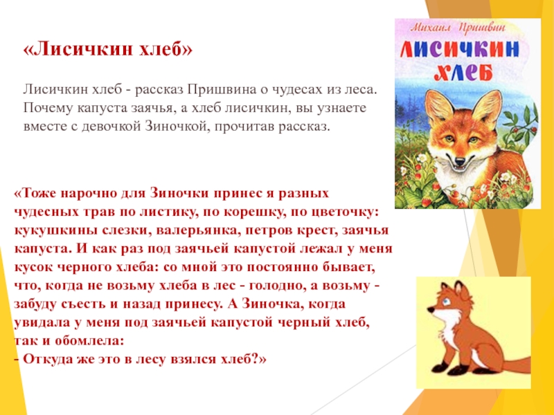 .«Лисичкин хлеб»Лисичкин хлеб - рассказ Пришвина о чудесах из леса. Почему капуста заячья, а хлеб лисичкин, вы