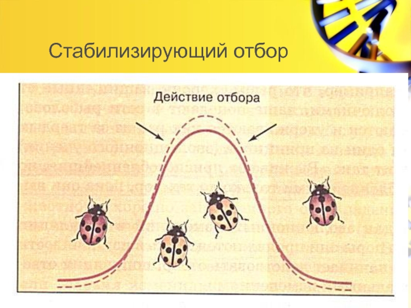 Действие отбора. Схема действия стабилизирующего отбора. Стабибилизирующий отбор. Стабилизирующий естественный отбор. Виды естественного отбора рисунки.