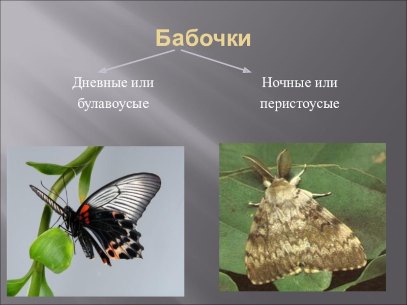 Класс насекомые бабочки. БУЛАВОУСЫЕ чешуекрылые чешуекрылые. Представители дневных бабочек. Дневные и ночные бабочки. Бабочки БУЛАВОУСЫЕ дневные и ночные.