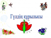 Презентация по биологии на тему Гүлдің құрылысы