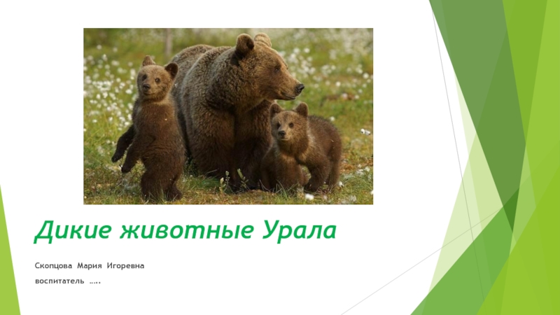 Презентация Презентация по краеведению Дикие животные Южного Урала