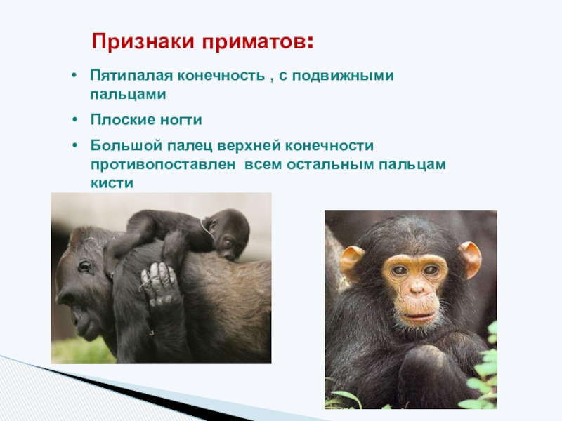 К обезьянам людям относят. Отличительные признаки отряда приматы. Признаки приматов. Признаки отряда обезьяны. Приматы отличительные черты.