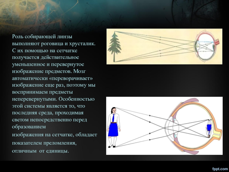 Линза переворачивает изображение. Изображение на сетчатке уменьшенное перевернутое. Глаз и линза физика. Хрусталик изображение перевернутое и уменьшенное. Строение линз для глаз физика.