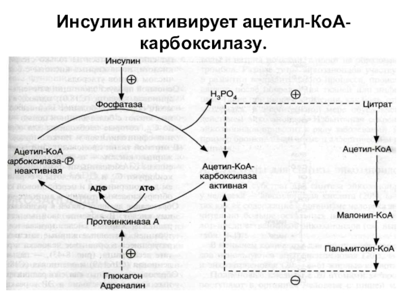 коа карбоксилаза