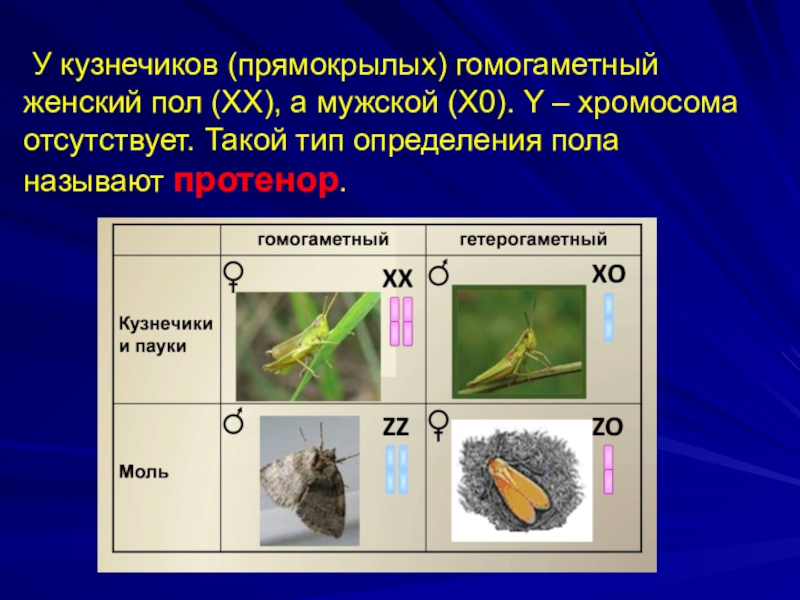 Способ изображения гомогаметного пола