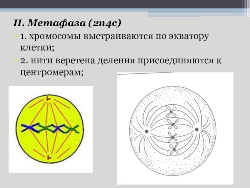 Рисунок метафаза 1